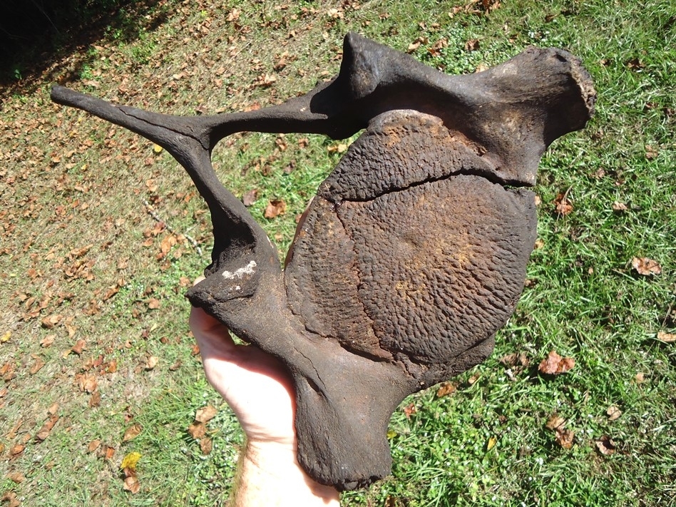 Large image 3 Incredible Matched Pair of Mastodon Cervical Vertebrae