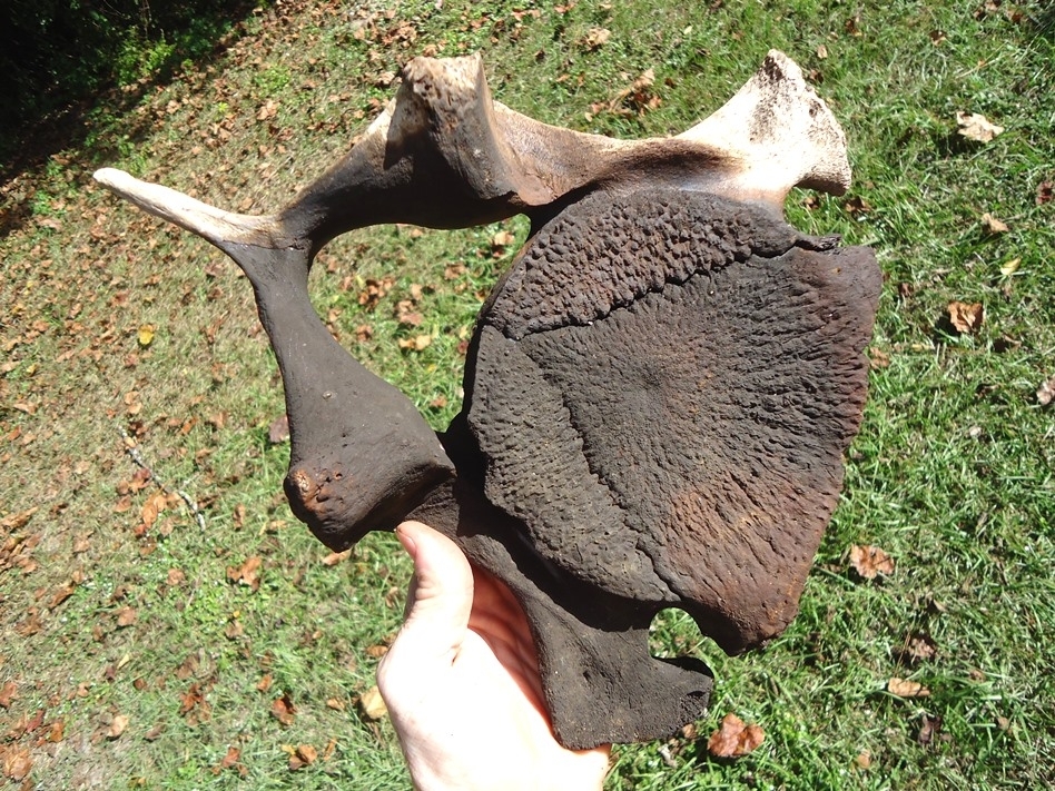 Large image 4 Incredible Matched Pair of Mastodon Cervical Vertebrae