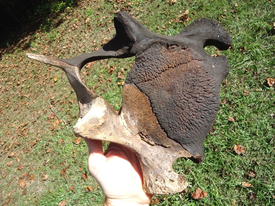 Large image 5 Incredible Matched Pair of Mastodon Cervical Vertebrae