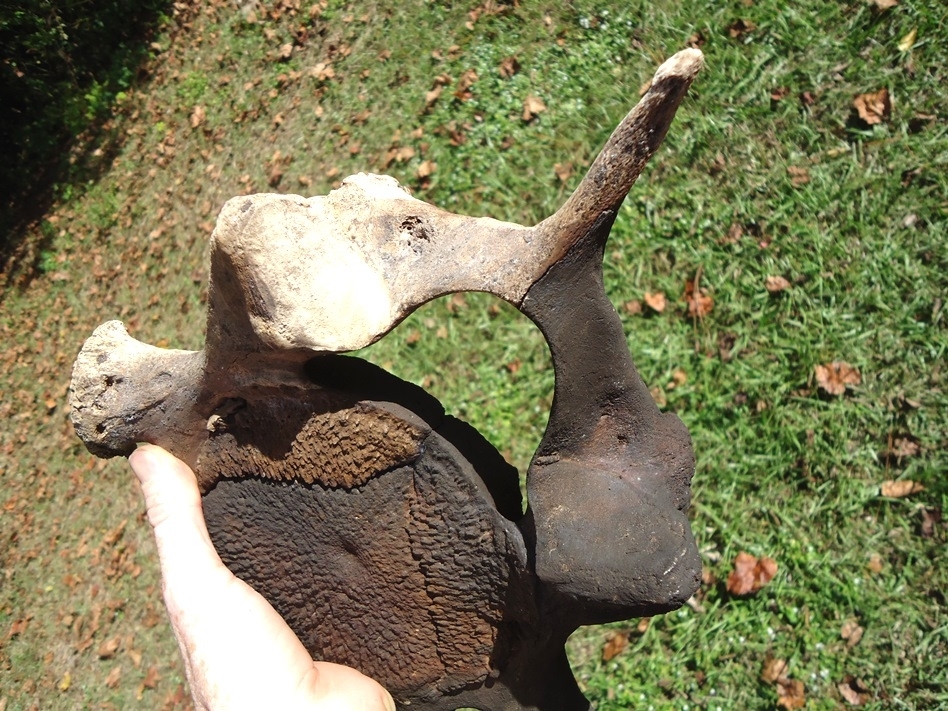 Large image 6 Incredible Matched Pair of Mastodon Cervical Vertebrae