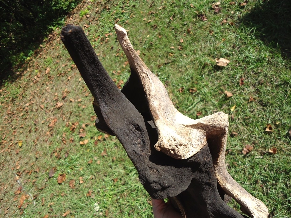 Large image 7 Incredible Matched Pair of Mastodon Cervical Vertebrae