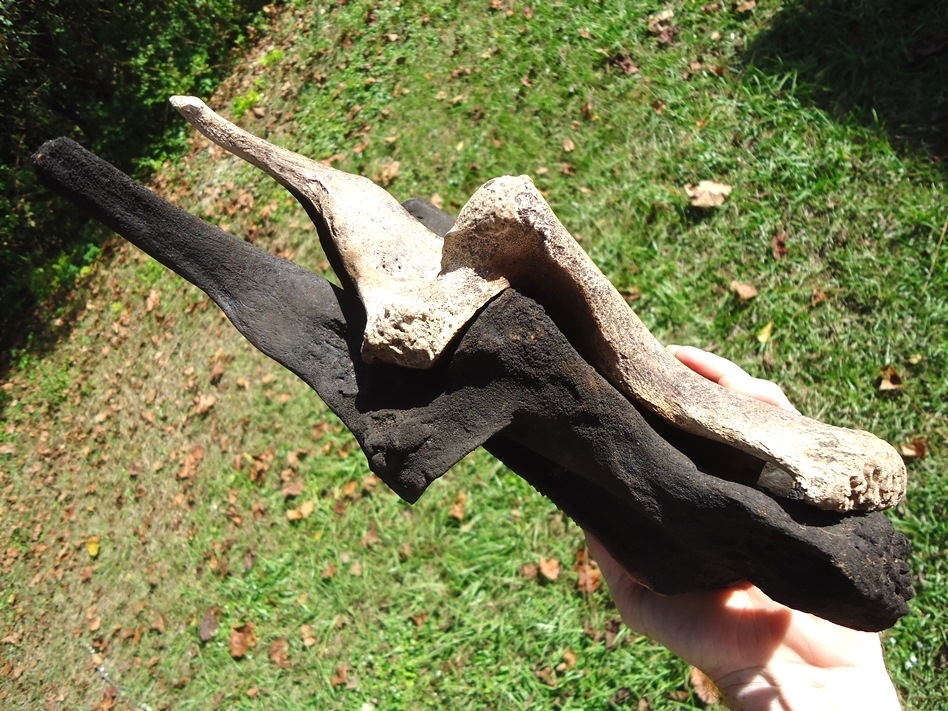 Large image 8 Incredible Matched Pair of Mastodon Cervical Vertebrae