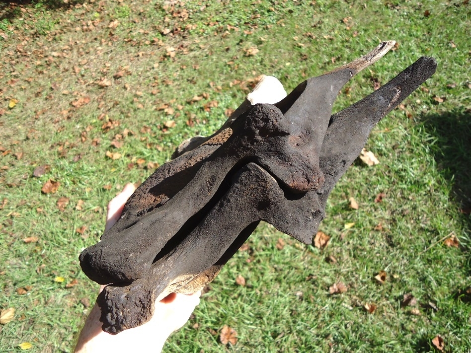 Large image 9 Incredible Matched Pair of Mastodon Cervical Vertebrae