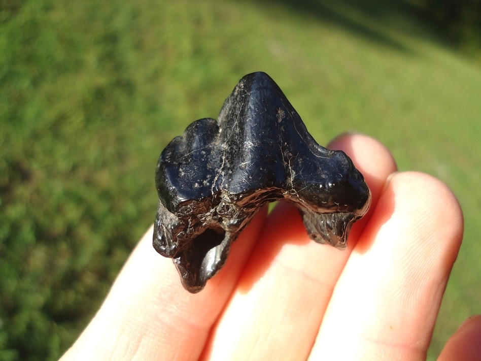 Large image 1 Beyond Rare American Lion Upper Premolar