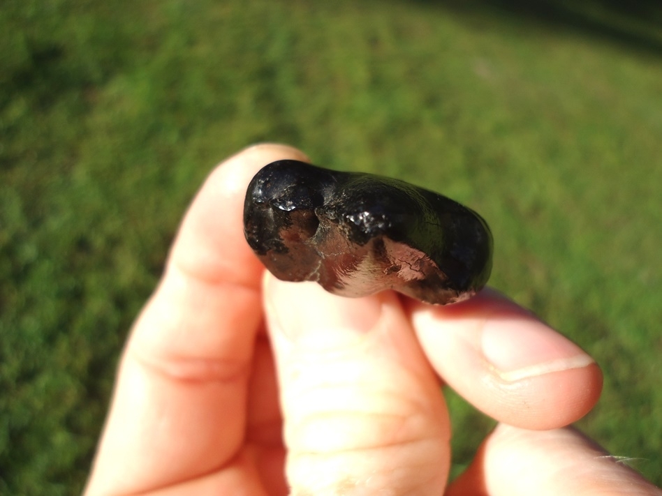 Large image 4 Beyond Rare American Lion Upper Premolar