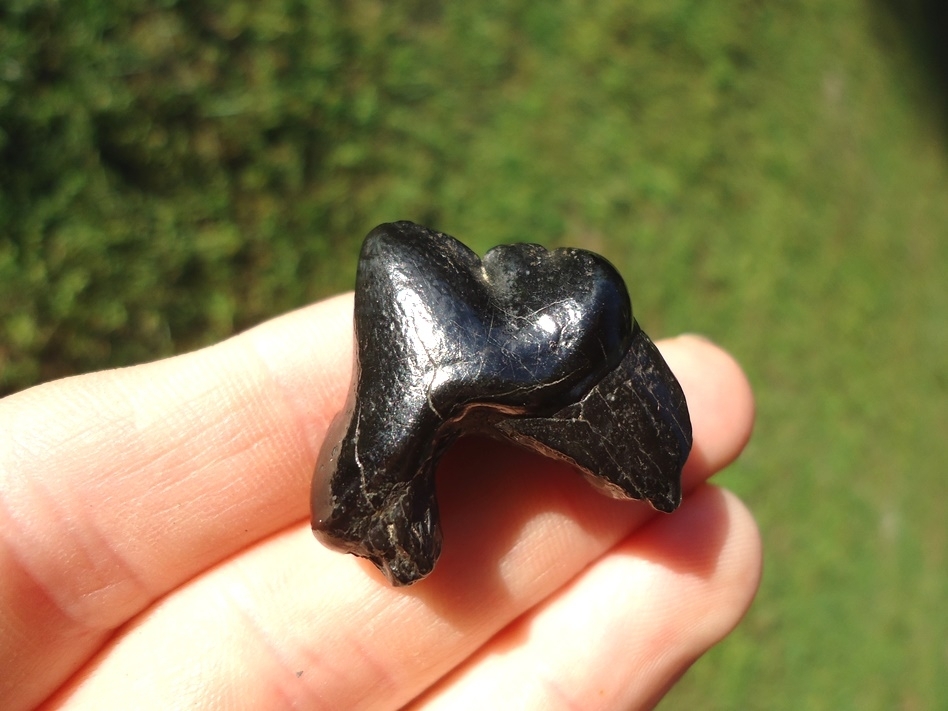 Large image 5 Beyond Rare American Lion Upper Premolar