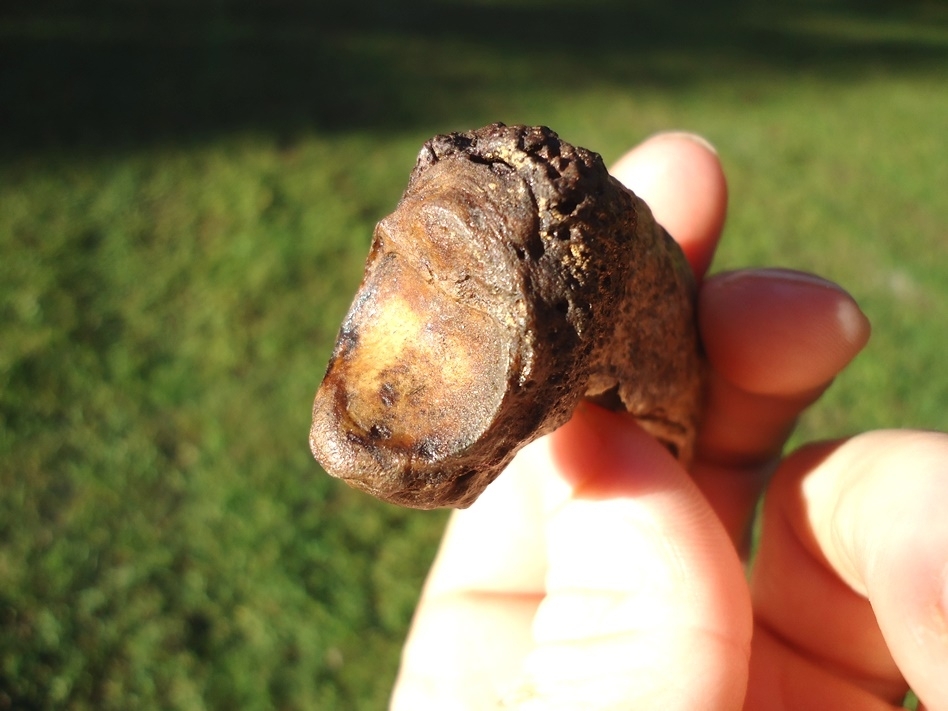 Large image 4 One-of-a-kind Brown Bear Claw Core with Keratin Claw Intact