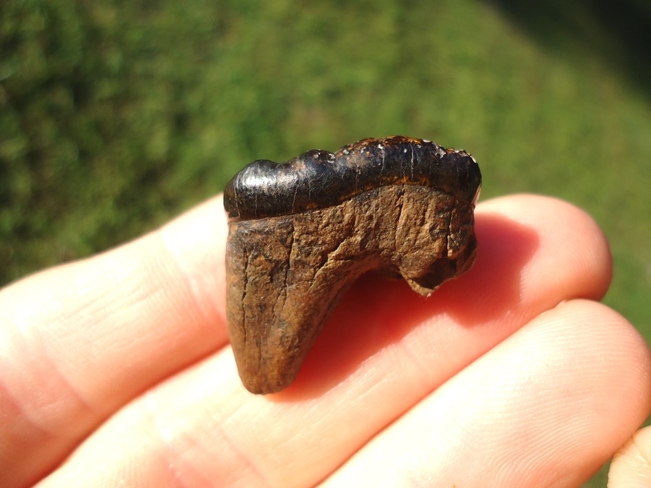 Large image 1 Nice Spectacled Bear Lower Molar