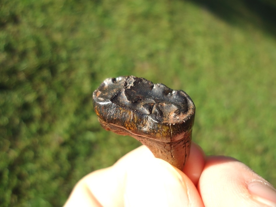 Large image 3 Nice Spectacled Bear Lower Molar