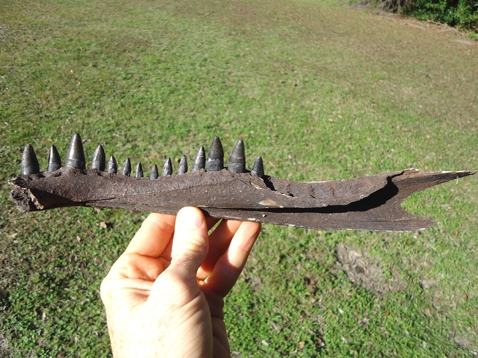 Large image 1 Alligator Mandible with 14 Teeth