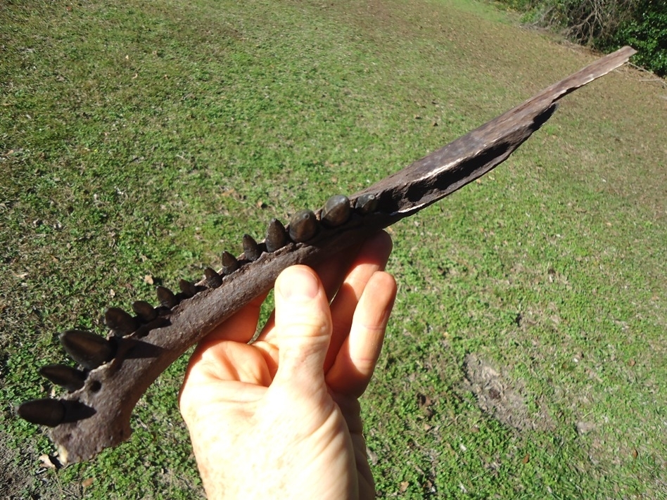 Large image 2 Alligator Mandible with 14 Teeth