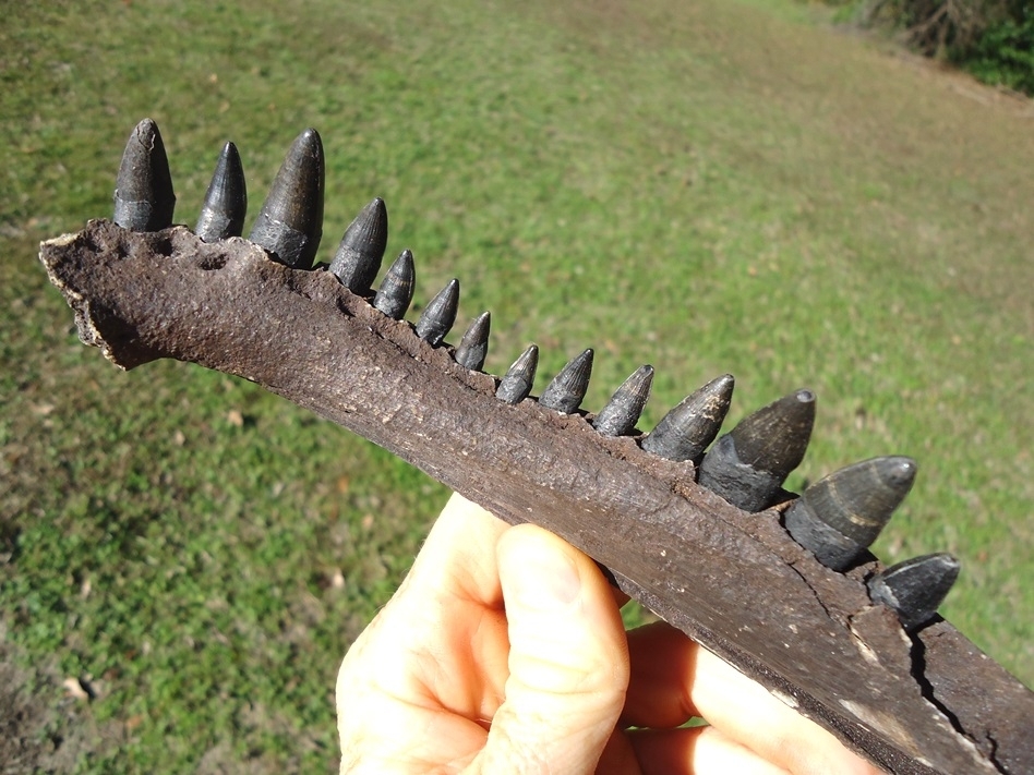 Large image 3 Alligator Mandible with 14 Teeth