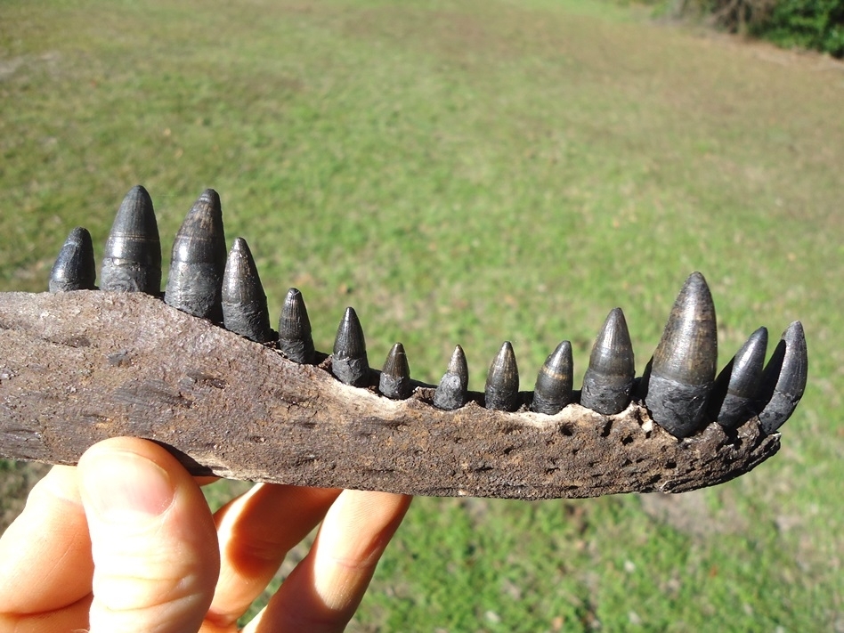 Large image 4 Alligator Mandible with 14 Teeth