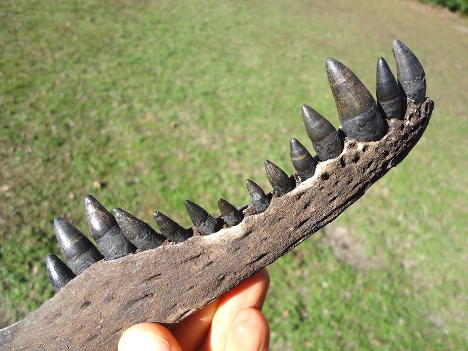 Large image 5 Alligator Mandible with 14 Teeth