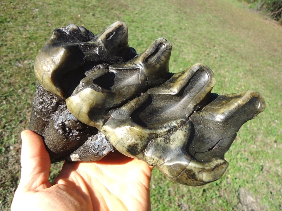 Large image 3 Large Rooted Five Hump Mastodon Tooth