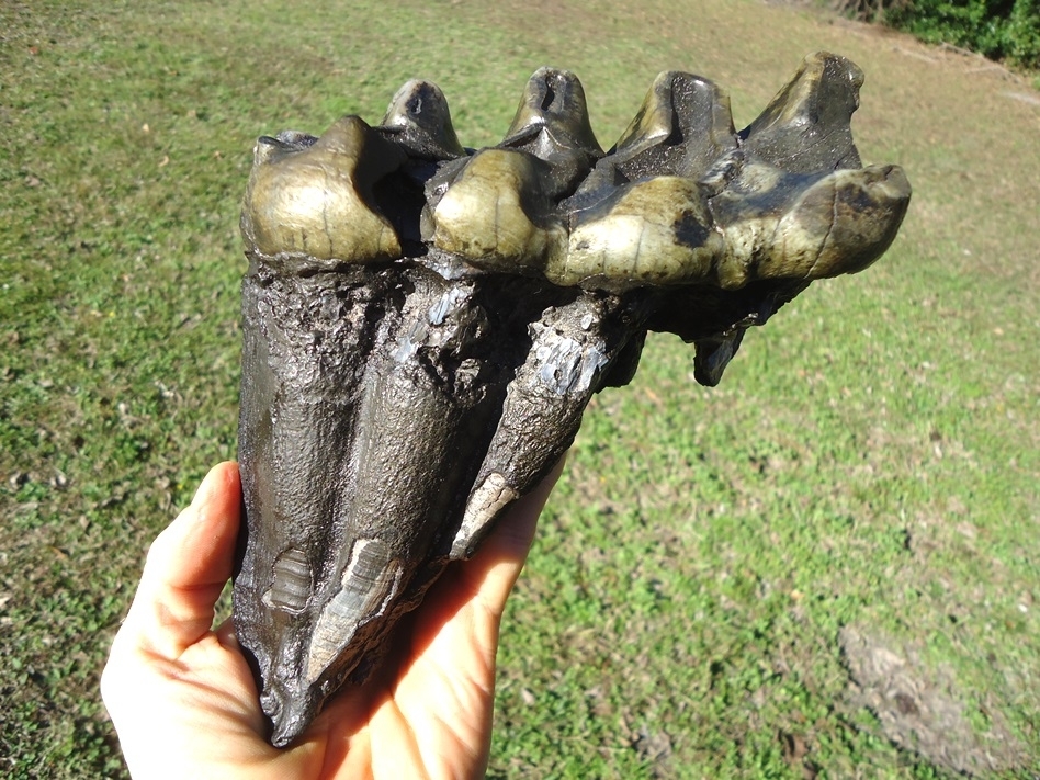 Large image 1 Large Rooted Five Hump Mastodon Tooth