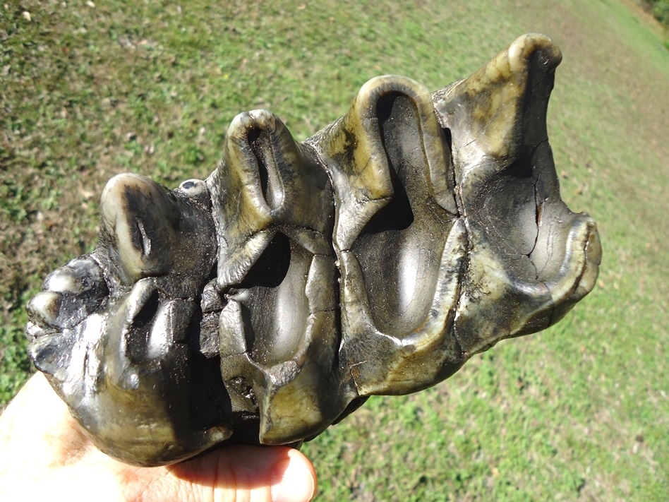 Large image 2 Large Rooted Five Hump Mastodon Tooth