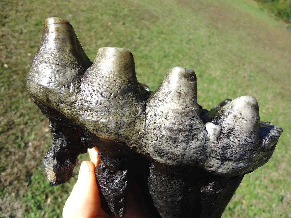 Large image 4 Large Rooted Five Hump Mastodon Tooth