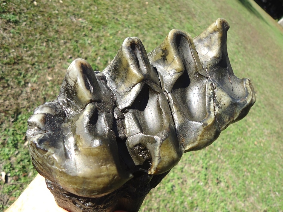 Large image 5 Large Rooted Five Hump Mastodon Tooth