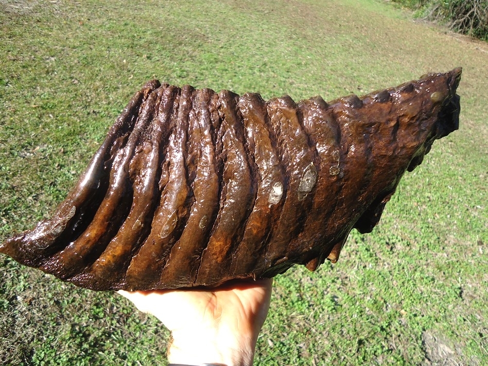 Large image 1 Massive 9.5lb Mammoth Tooth