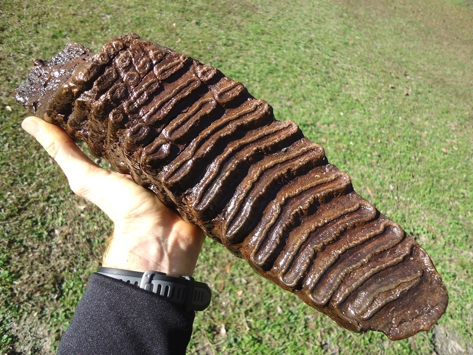 Large image 2 Massive 9.5lb Mammoth Tooth