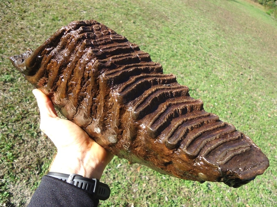 Large image 3 Massive 9.5lb Mammoth Tooth