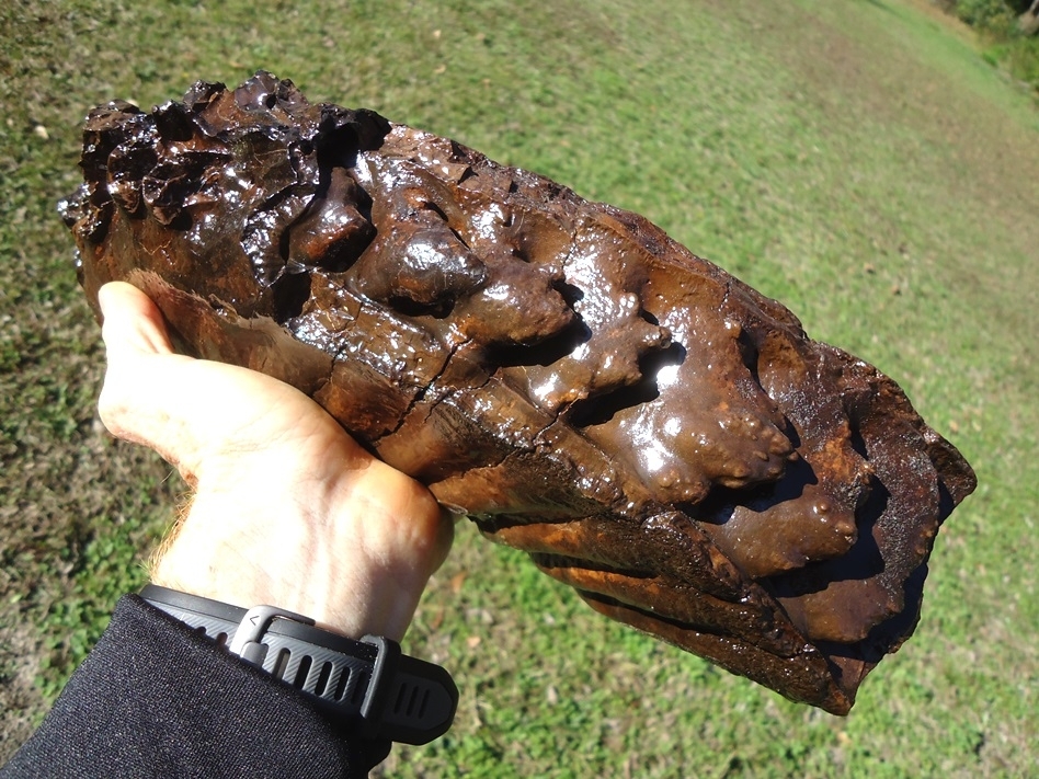 Large image 4 Massive 9.5lb Mammoth Tooth