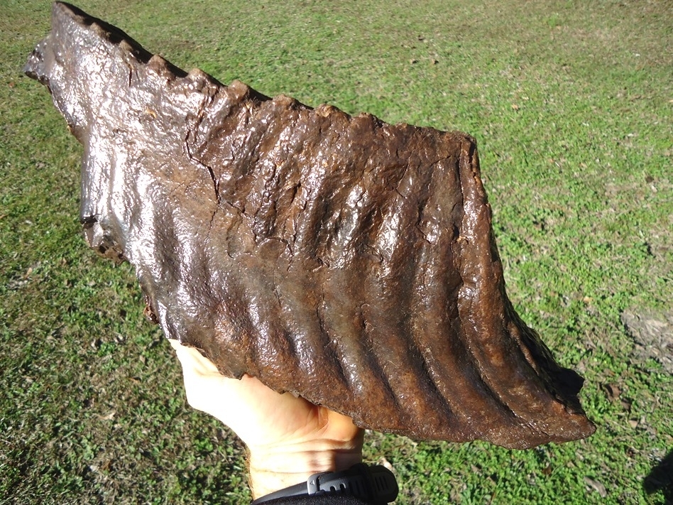 Large image 5 Massive 9.5lb Mammoth Tooth