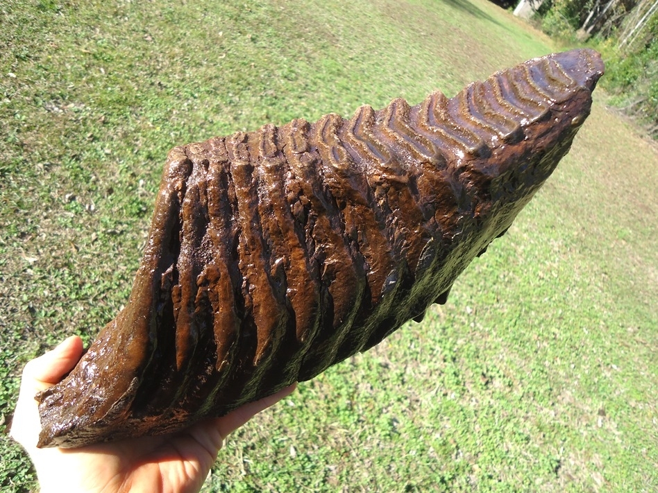 Large image 6 Massive 9.5lb Mammoth Tooth