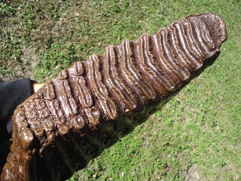 Large image 7 Massive 9.5lb Mammoth Tooth