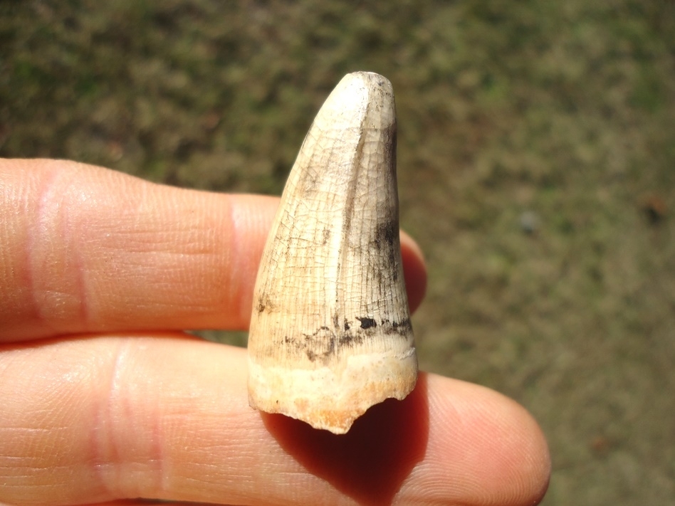 Large image 1 Stunning Light Colored Alligator Tooth