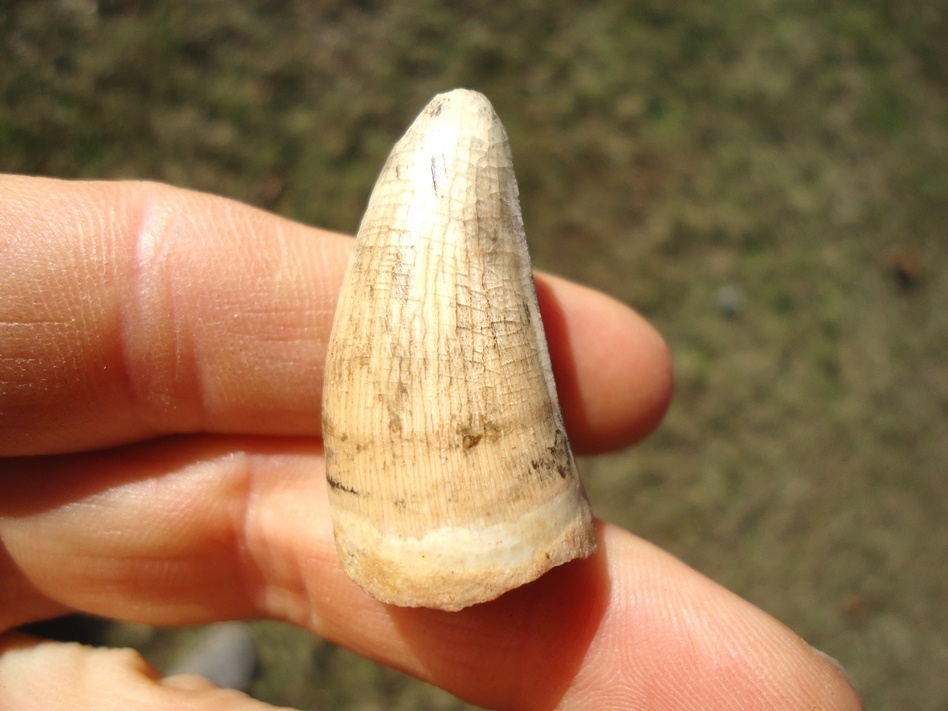 Large image 2 Stunning Light Colored Alligator Tooth