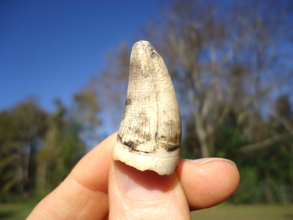 Large image 3 Stunning Light Colored Alligator Tooth