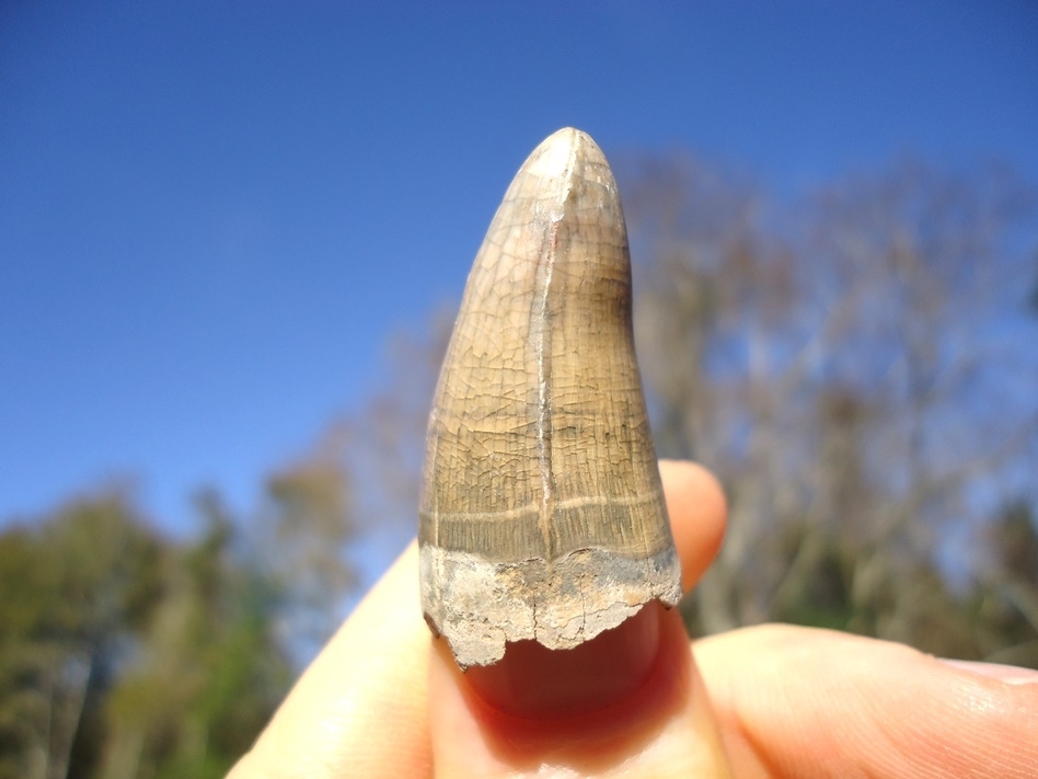 Large image 1 Top Quality Colorful Alligator Tooth