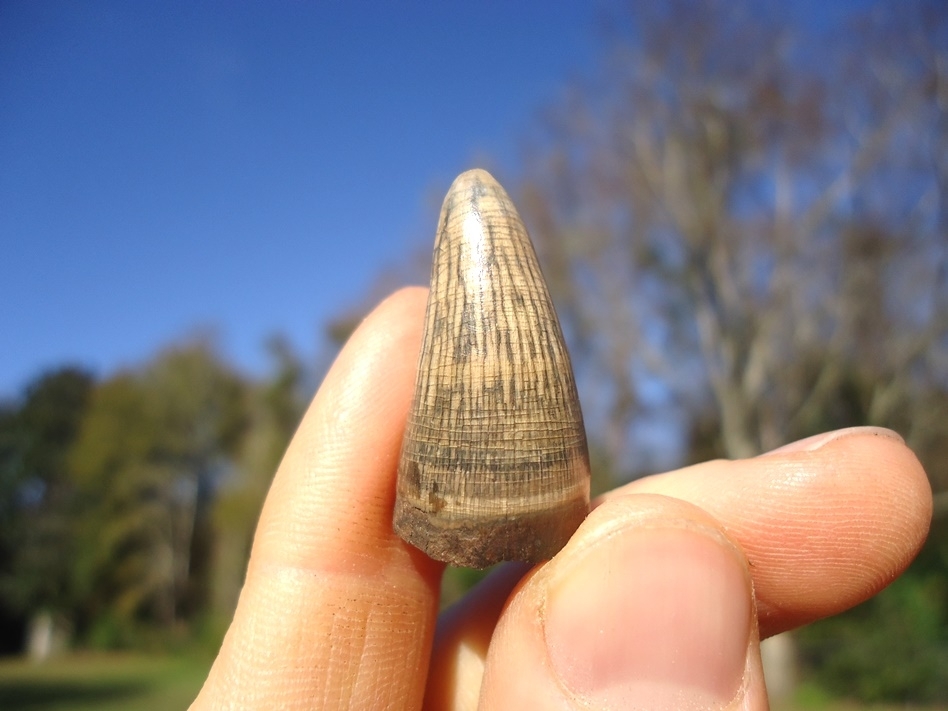 Large image 1 World Class Colorful Alligator Tooth