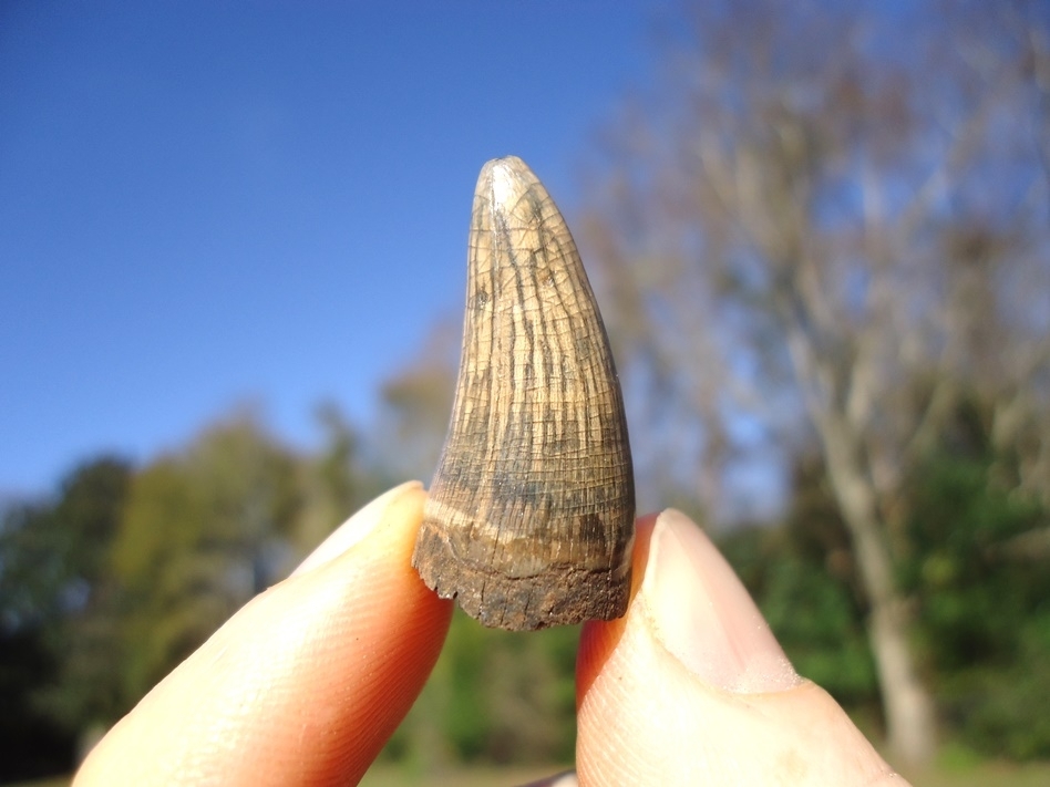 Large image 2 World Class Colorful Alligator Tooth