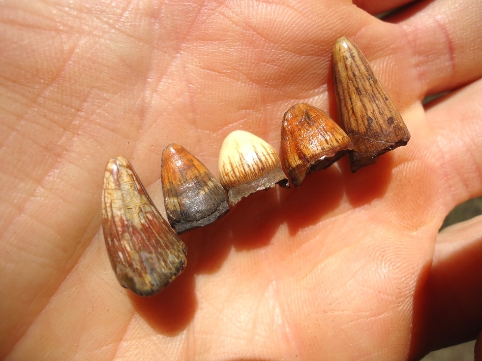 Large image 1 Five Unique Gorgeous Alligator Teeth