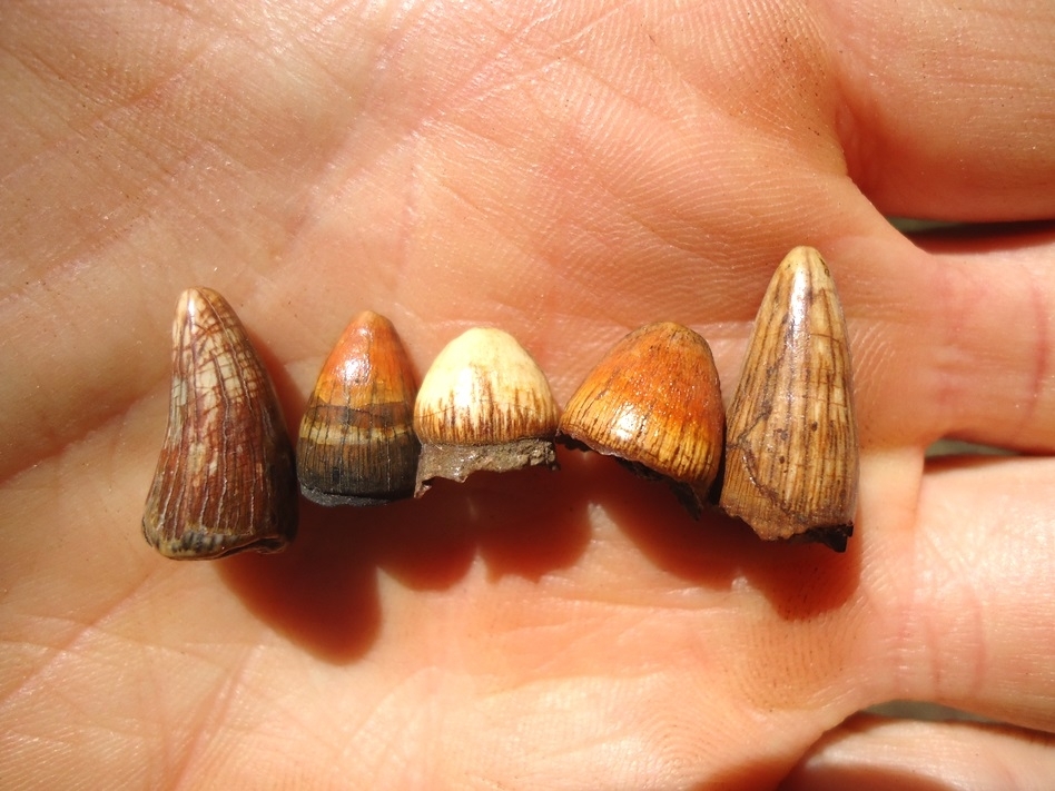 Large image 2 Five Unique Gorgeous Alligator Teeth