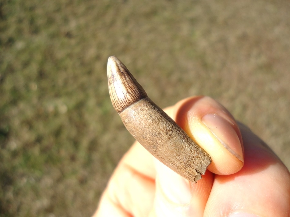 Large image 1 Quality Rooted Alligator Tooth