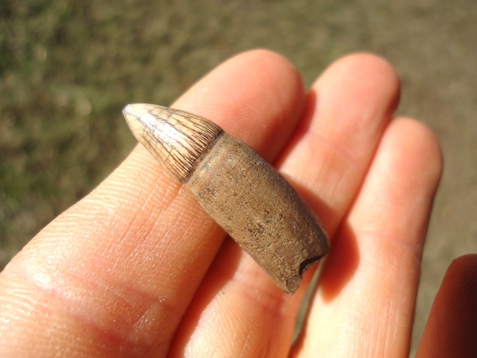 Large image 2 Quality Rooted Alligator Tooth