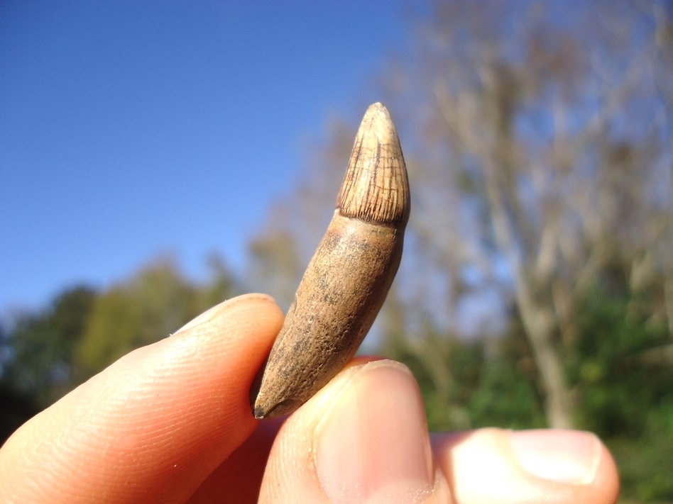 Large image 3 Quality Rooted Alligator Tooth