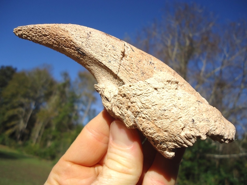 Large image 6 Highly Detailed Ground Sloth Claw Core