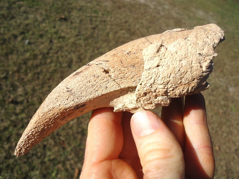 Large image 1 Highly Detailed Ground Sloth Claw Core