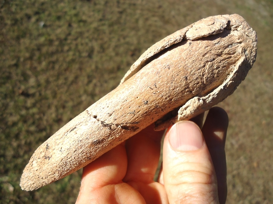 Large image 2 Highly Detailed Ground Sloth Claw Core