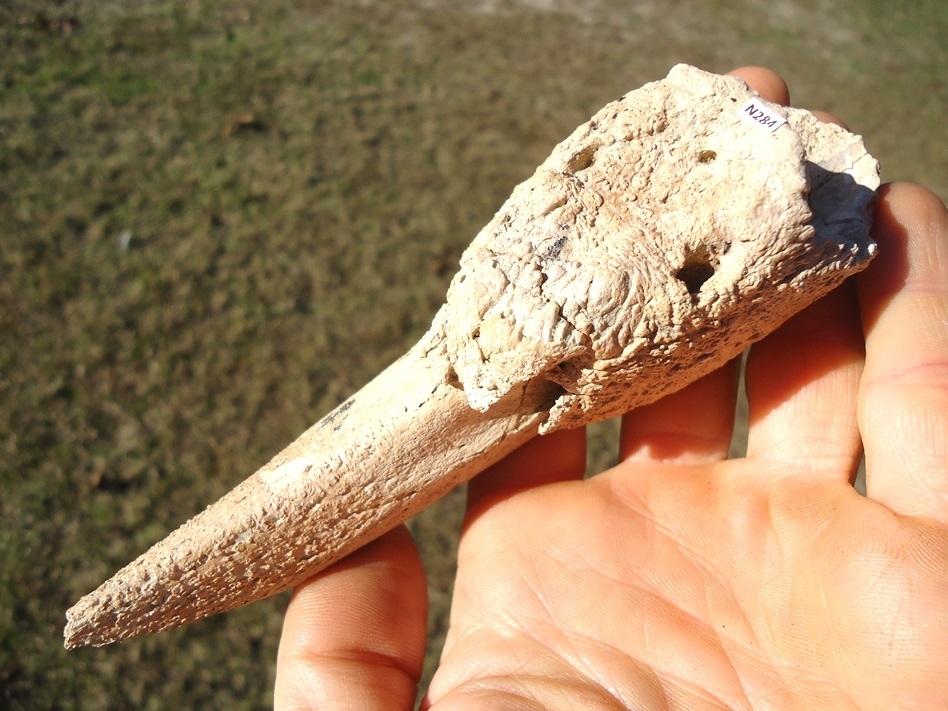 Large image 3 Highly Detailed Ground Sloth Claw Core