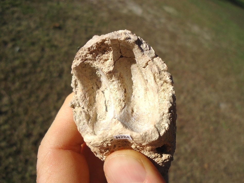 Large image 4 Highly Detailed Ground Sloth Claw Core