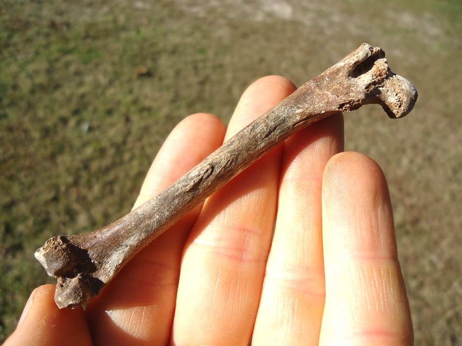 Large image 3 Uncommon Opossum Femur