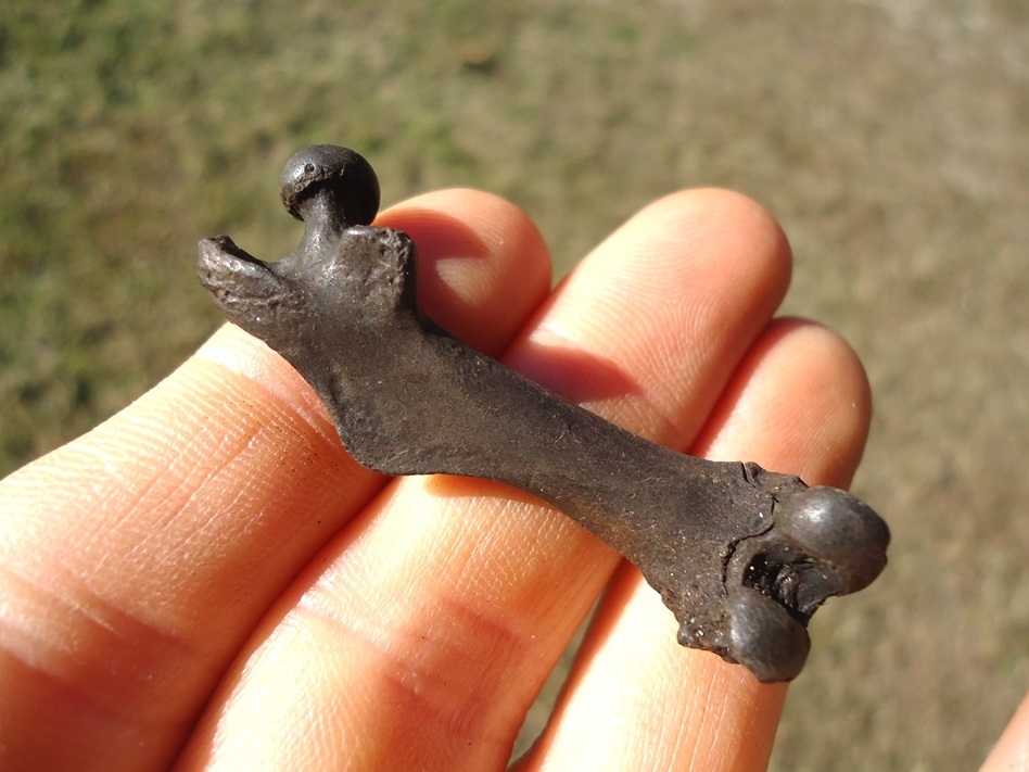 Large image 1 Excellent Muskrat Femur