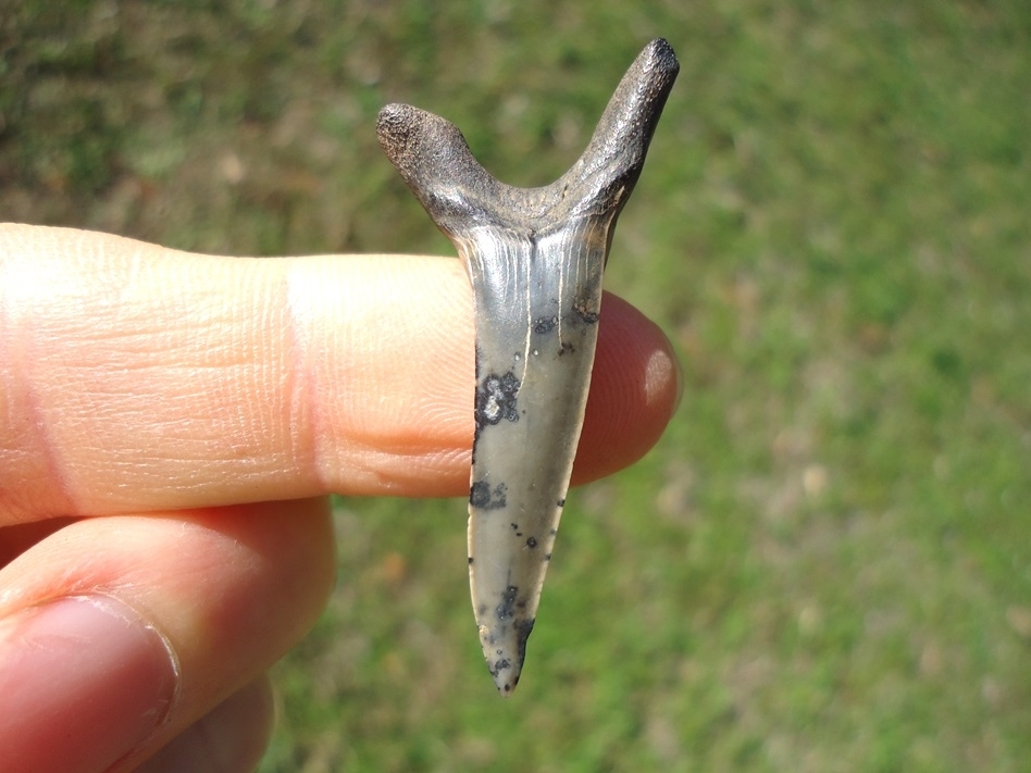 Large image 1 Unique Polka Dot Goblin Shark Tooth