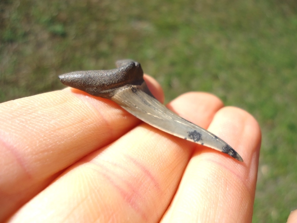 Large image 2 Unique Polka Dot Goblin Shark Tooth